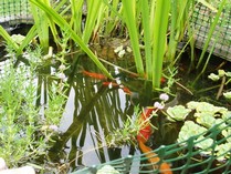 Notre bassin, devant le Gite en Alsace et ses poissons